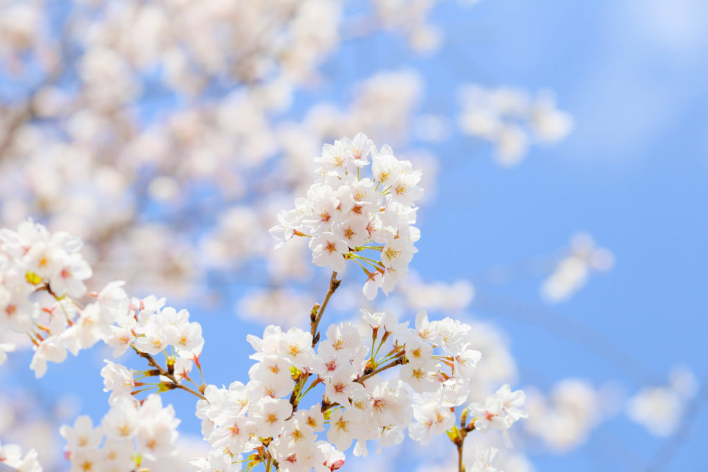 桜の花と青空