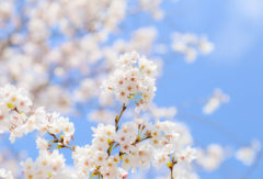 桜の花と青空